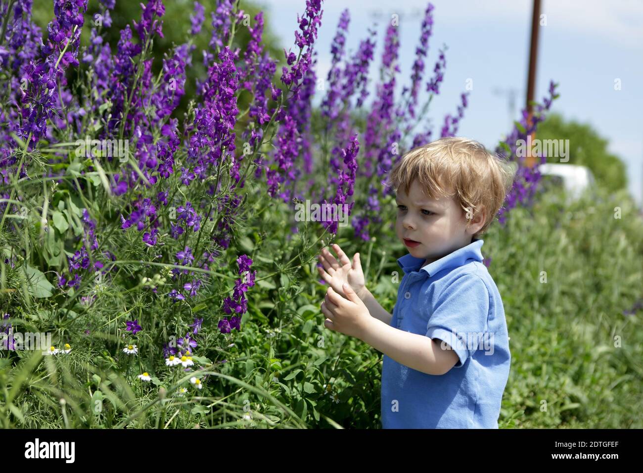 Child looking at flowers in the field Stock Photo Alamy