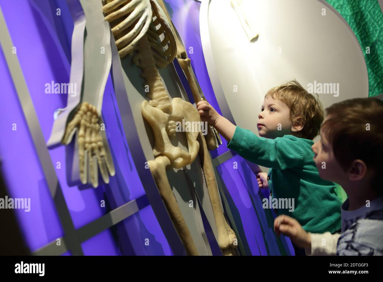 Anatomy Class High Resolution Stock Photography and Images Biology Diagrams