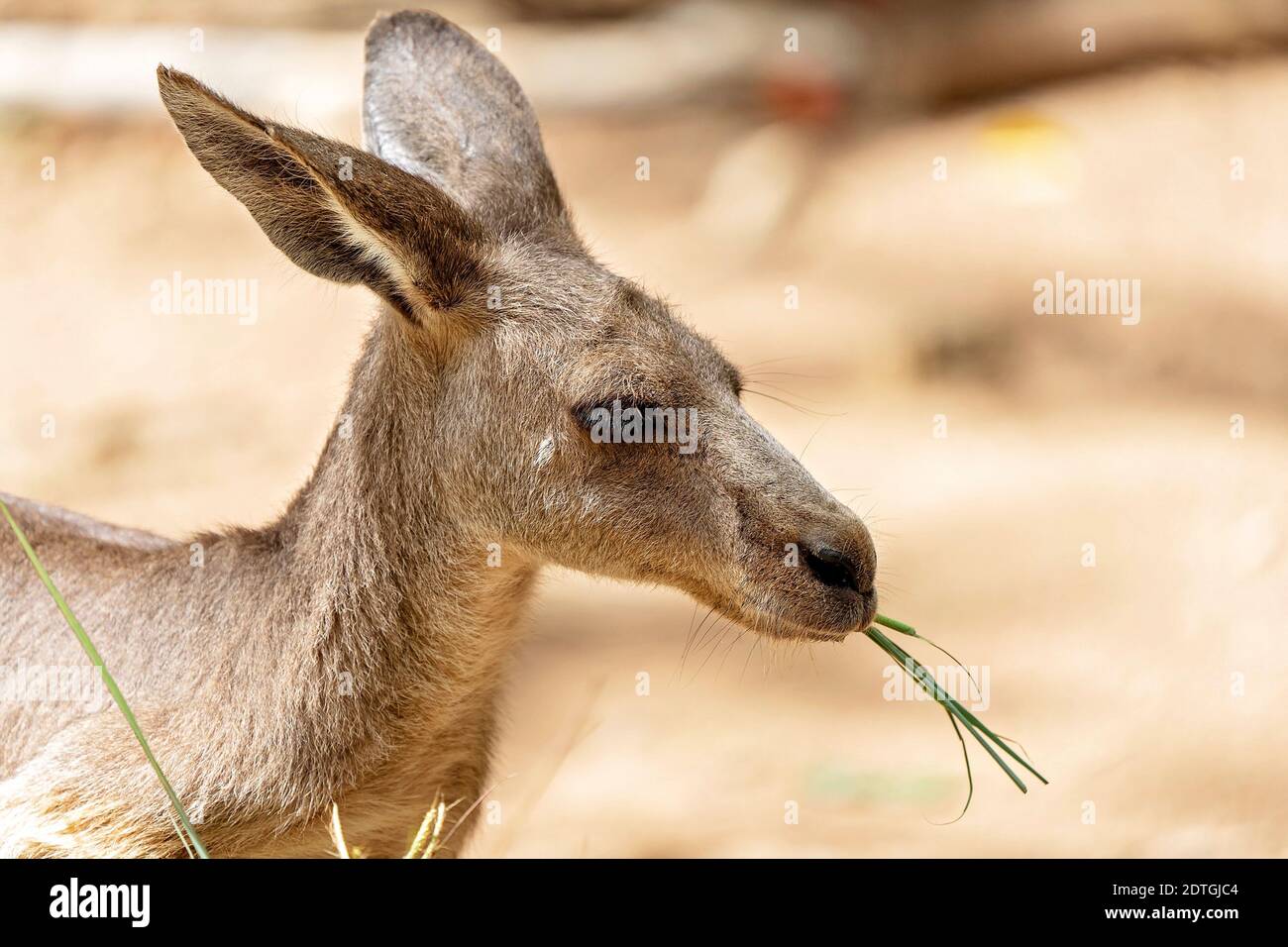 Closeup of an Australian kangaroo eating grass Stock Photo