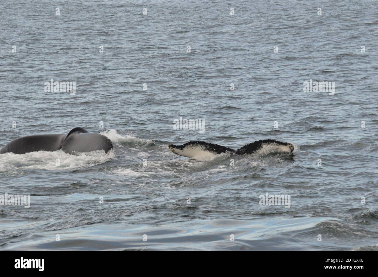 View Of Whales In Sea Stock Photo - Alamy