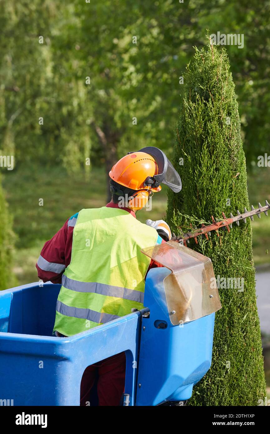 Gardener pruning a cypress tree with a chainsaw on a crane Stock Photo