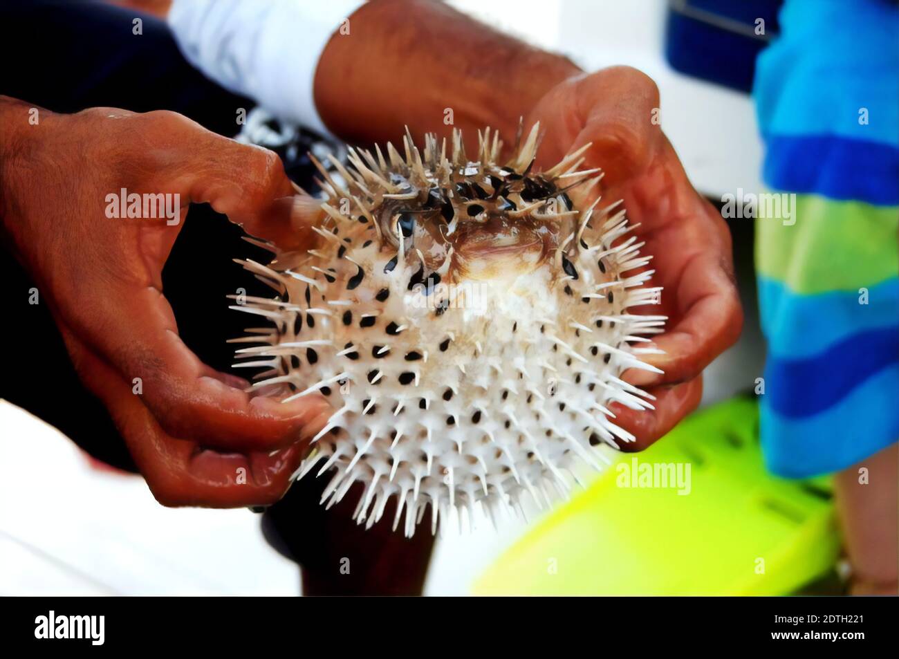 Midsection Of Man Holding Puffer Fish Stock Photo - Alamy