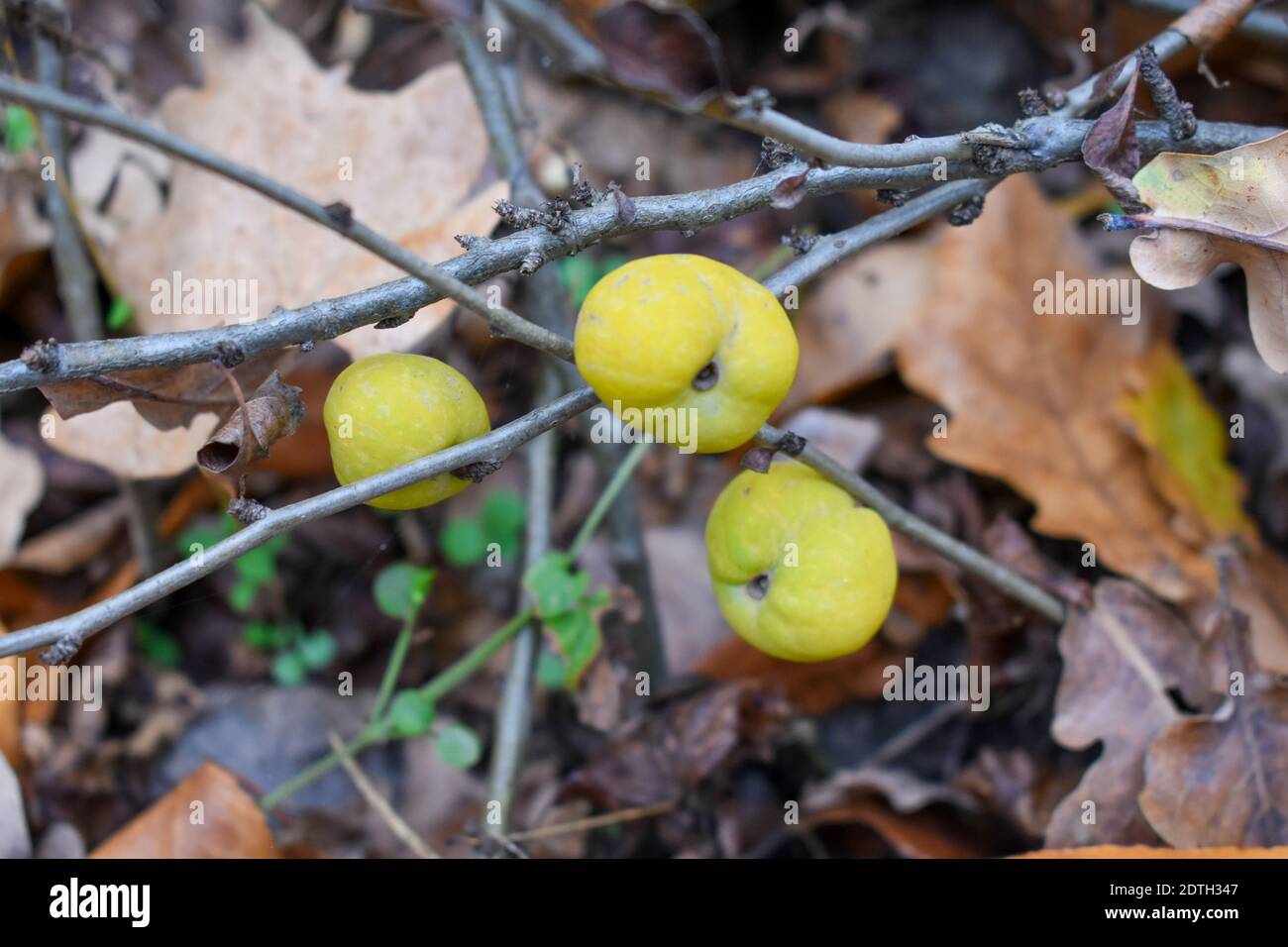 Japanese quince fruits in autumn Stock Photo Alamy