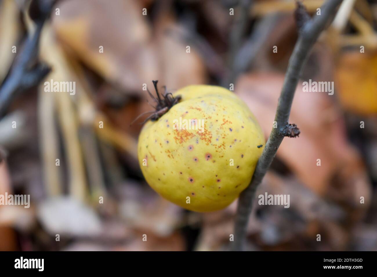 Japanese quince fruits in autumn Stock Photo Alamy