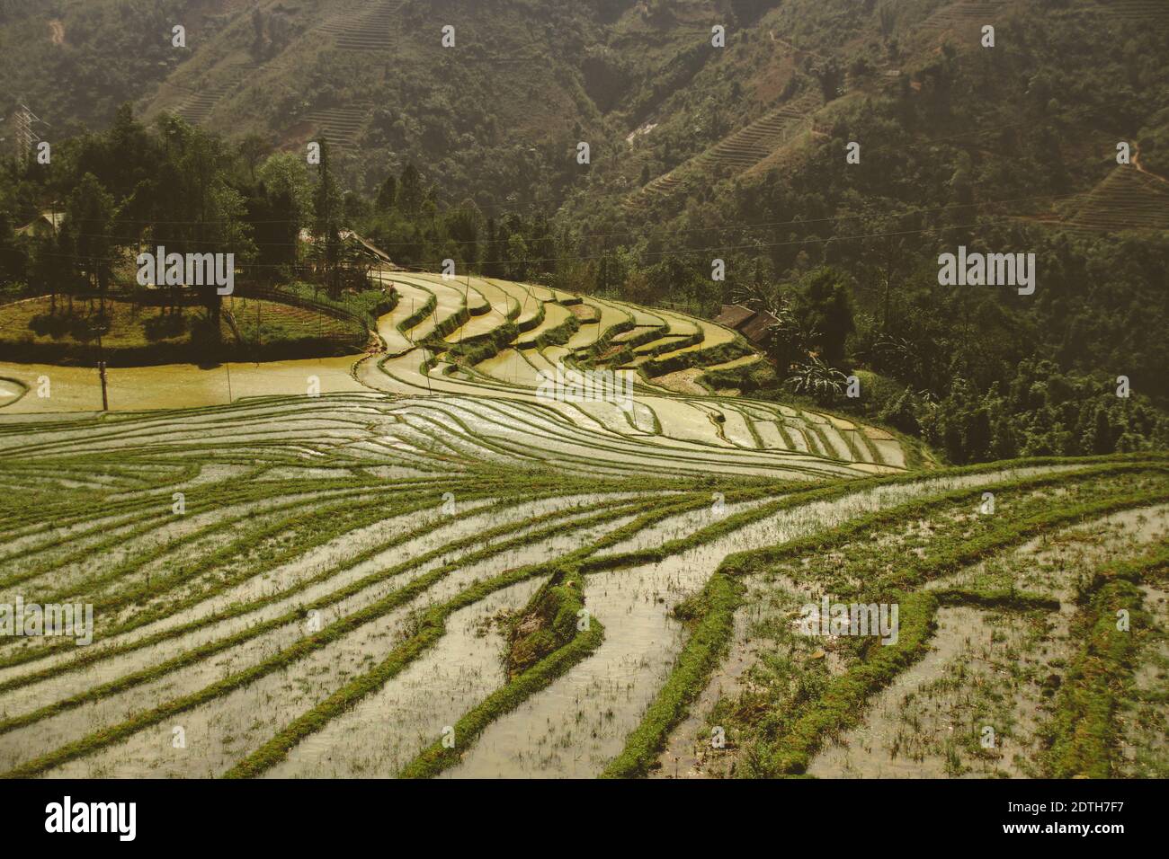 Beautiful scenic view of traditional terraced rice paddy in Sa pa, Vietnam Stock Photo