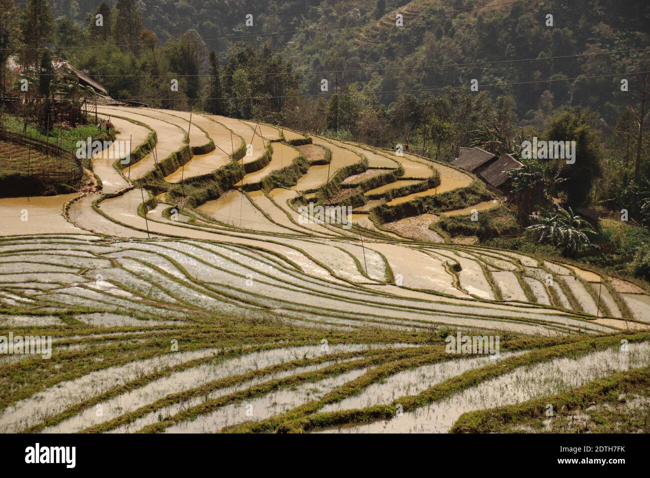 Beautiful scenic view of traditional terraced rice paddy in Sa pa, Vietnam Stock Photo
