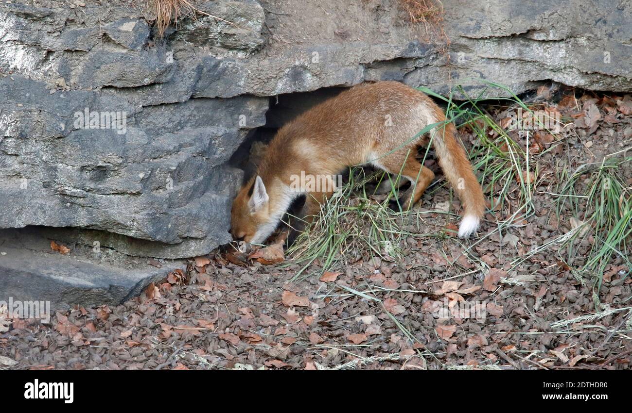 Fox cubs playing and exploring near their den. Stock Photo