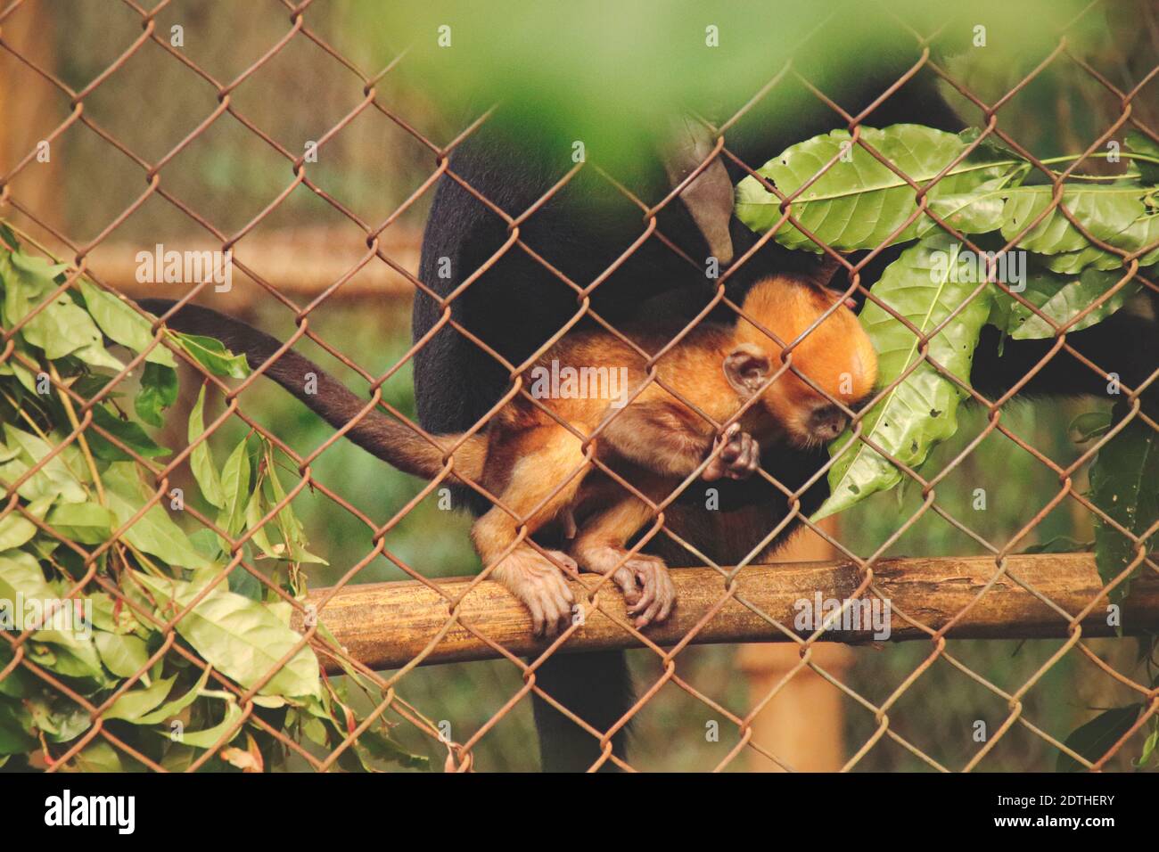 A critically endangered Black Crested Gibbon or Nomascus concolor mother and baby at Cúc Phương National Park in Ninh Binh, Vietnam Stock Photo