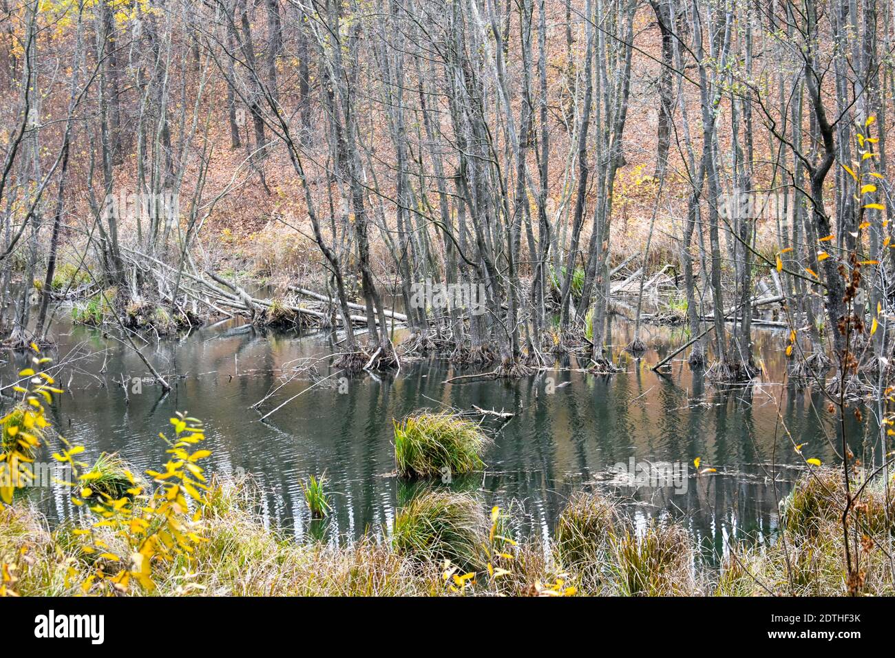 Boggy pond hires stock photography and images Alamy