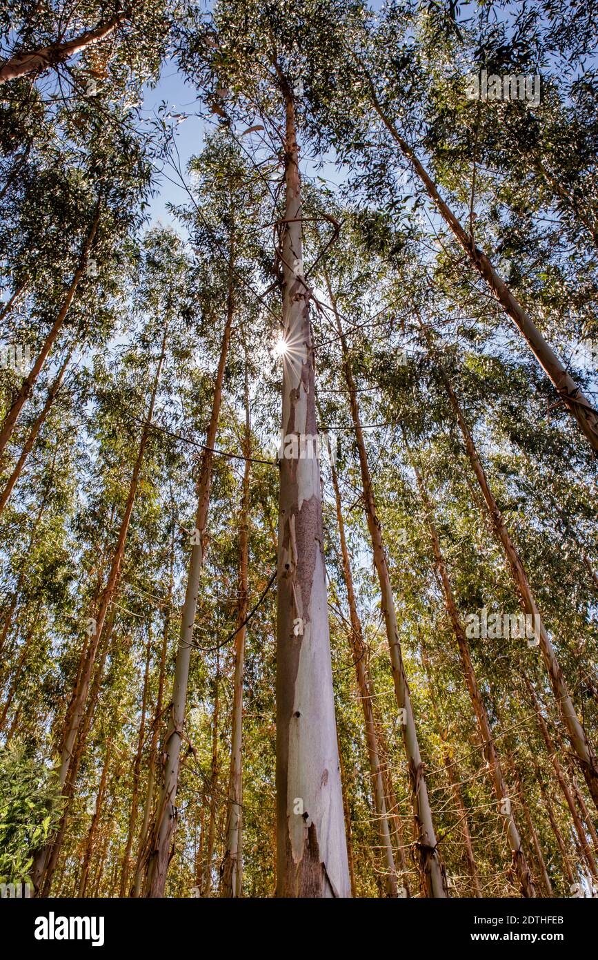 Eucalyptus forest planted for the timber industry Stock Photo
