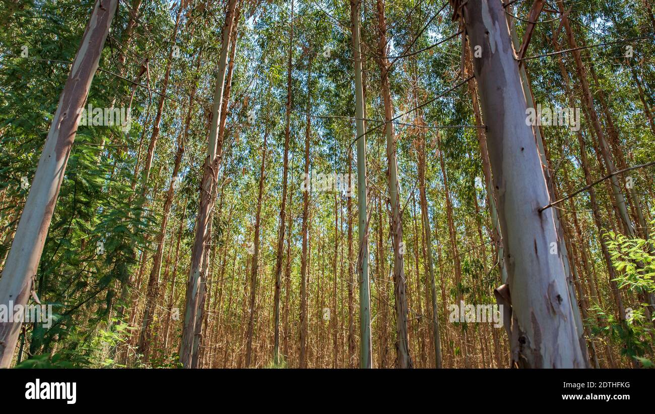 Eucalyptus forest planted for the timber industry Stock Photo