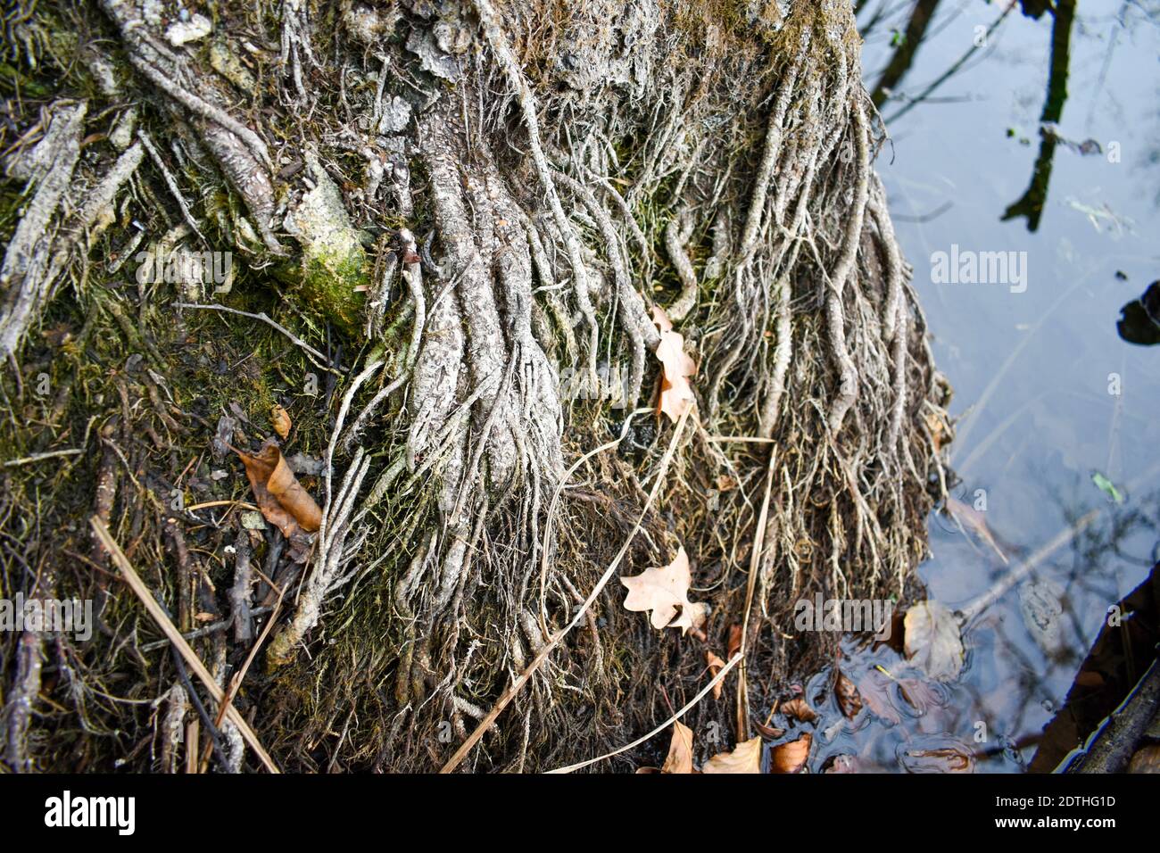 Tree roots above water Stock Photo Alamy