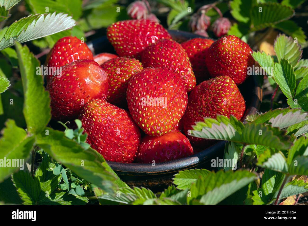 Strawberries growing raised bed hi-res stock photography and images - Alamy