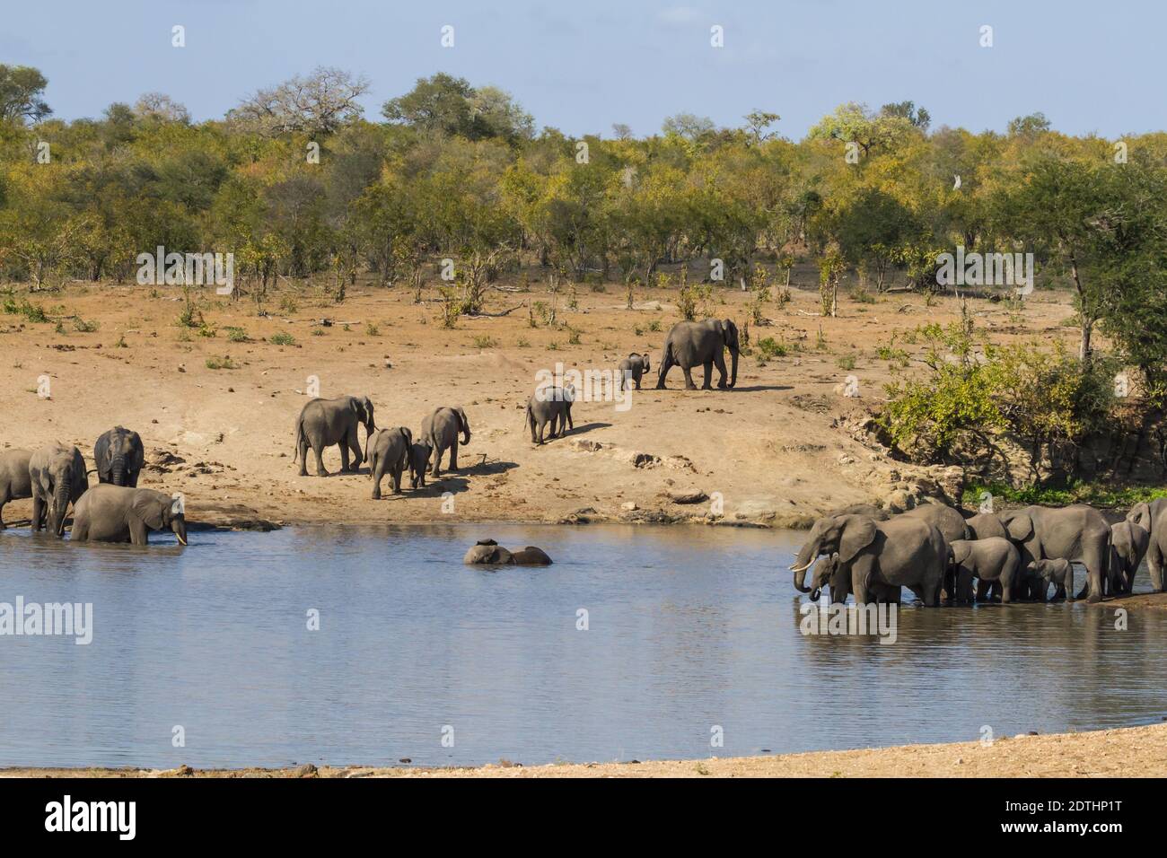 Scenic landscape of two large herds of African elephants at a waterhole drinking and bathing in Kruger National Park, South Africa Stock Photo