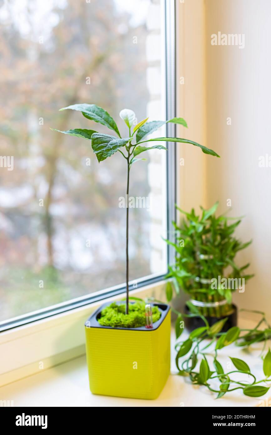 best soil for philodendron birkin Birkin Philodendron