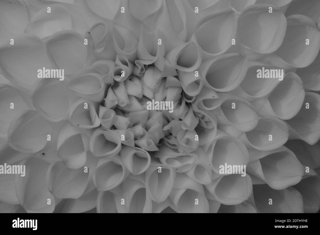 Dahlia close Black and White Stock Photos & Images - Alamy