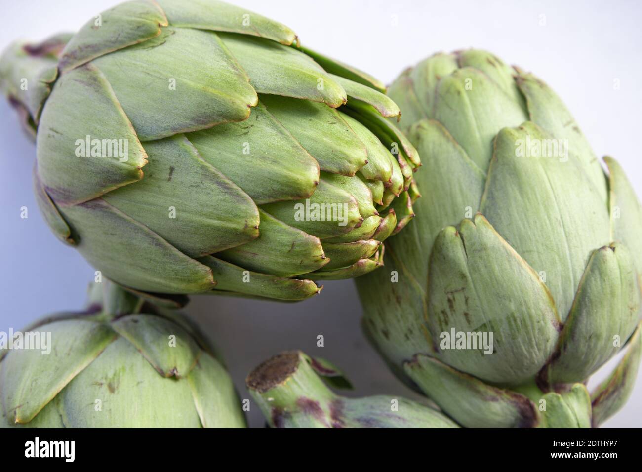 Fresh globe artichoke (aka French artichoke or green artichoke) close up on white background Stock Photo