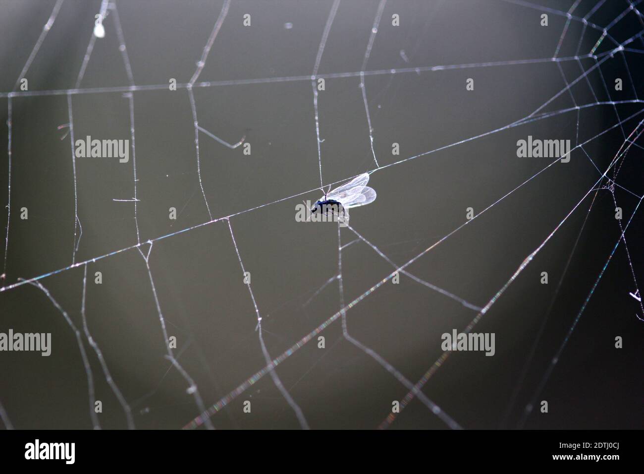 Nature background. Fly Caught in Spider Web Stock Photo - Alamy