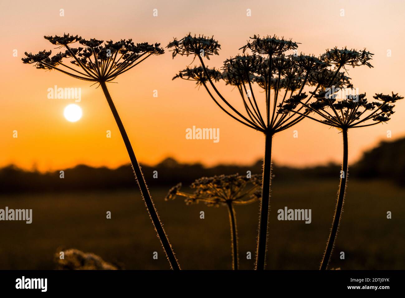 Summer wildflowers in sunrise hi-res stock photography and images - Alamy
