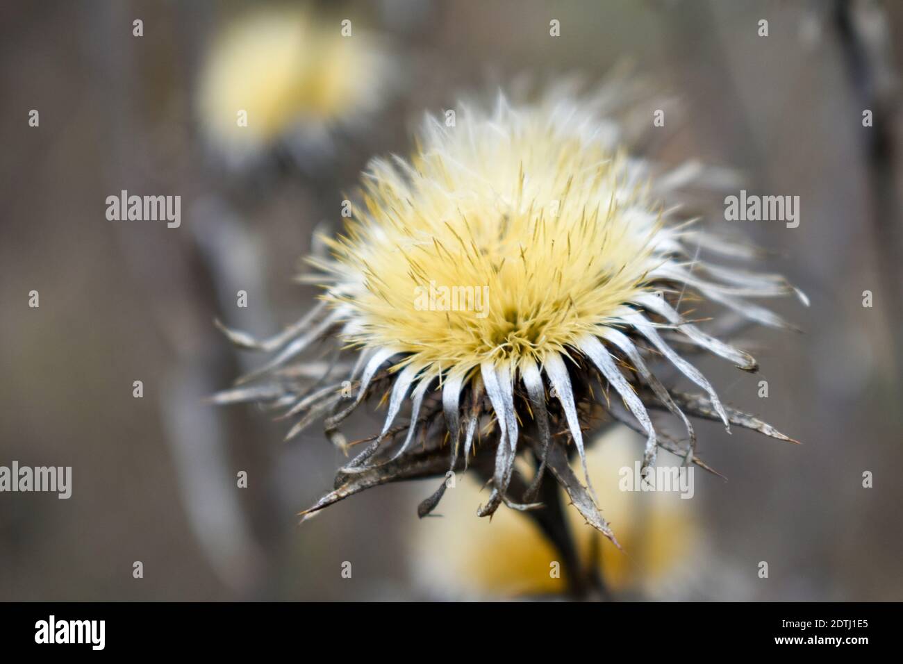 Steppe Flower High Resolution Stock Photography And Images Alamy