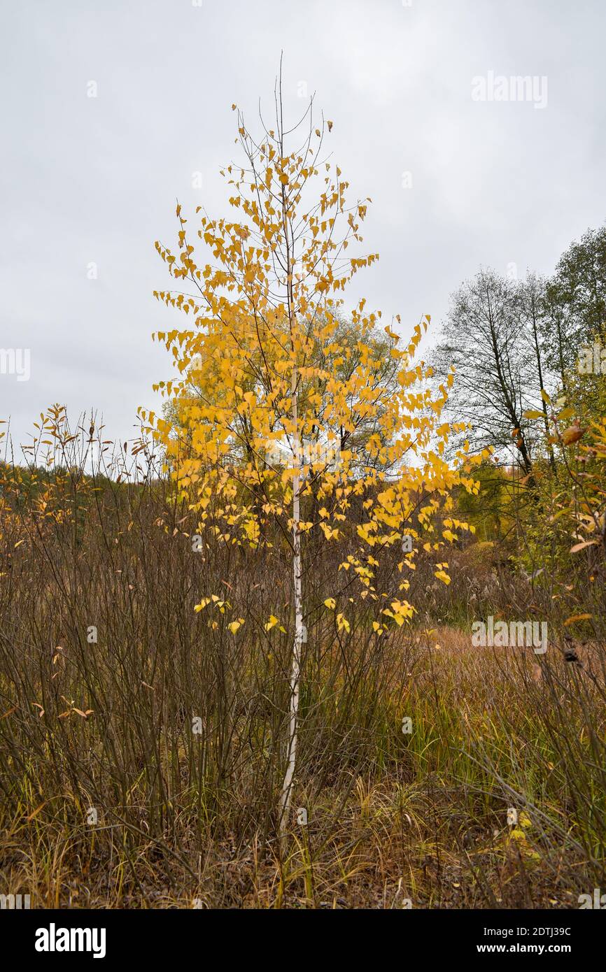 Beautiful landscape young birch hi-res stock photography and images - Alamy