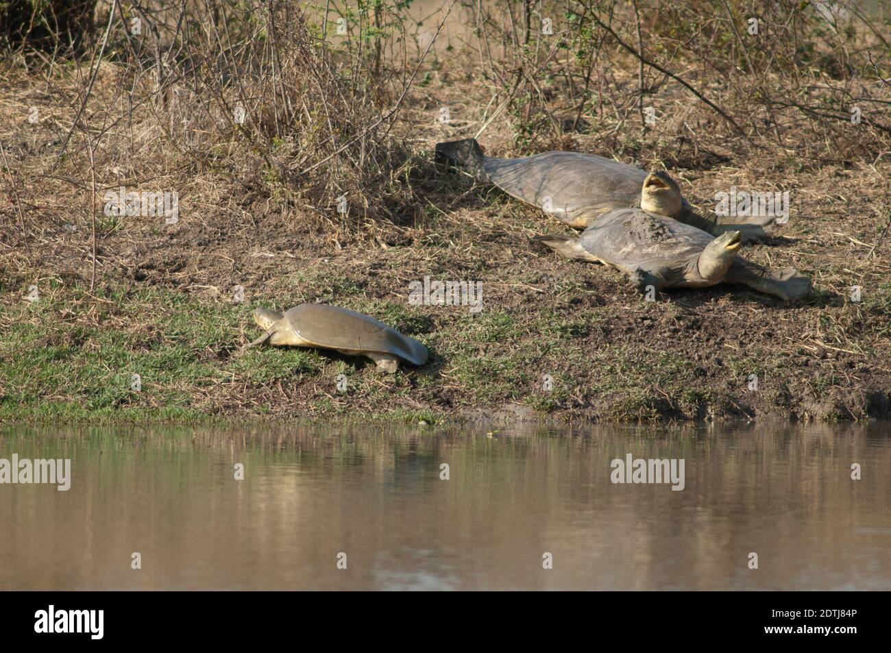 Indian flapshell turtles Lissemys punctata sun basking. Keoladeo Ghana National Park. Bharatpur. Rajasthan. India. Stock Photo