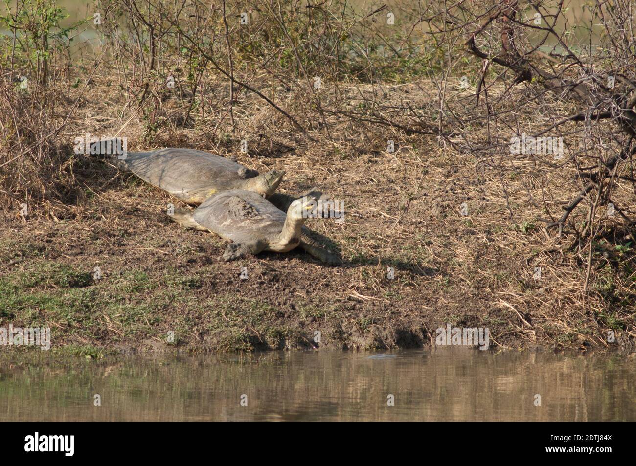 Indian flapshell turtles Lissemys punctata sun basking. Keoladeo Ghana National Park. Bharatpur. Rajasthan. India. Stock Photo