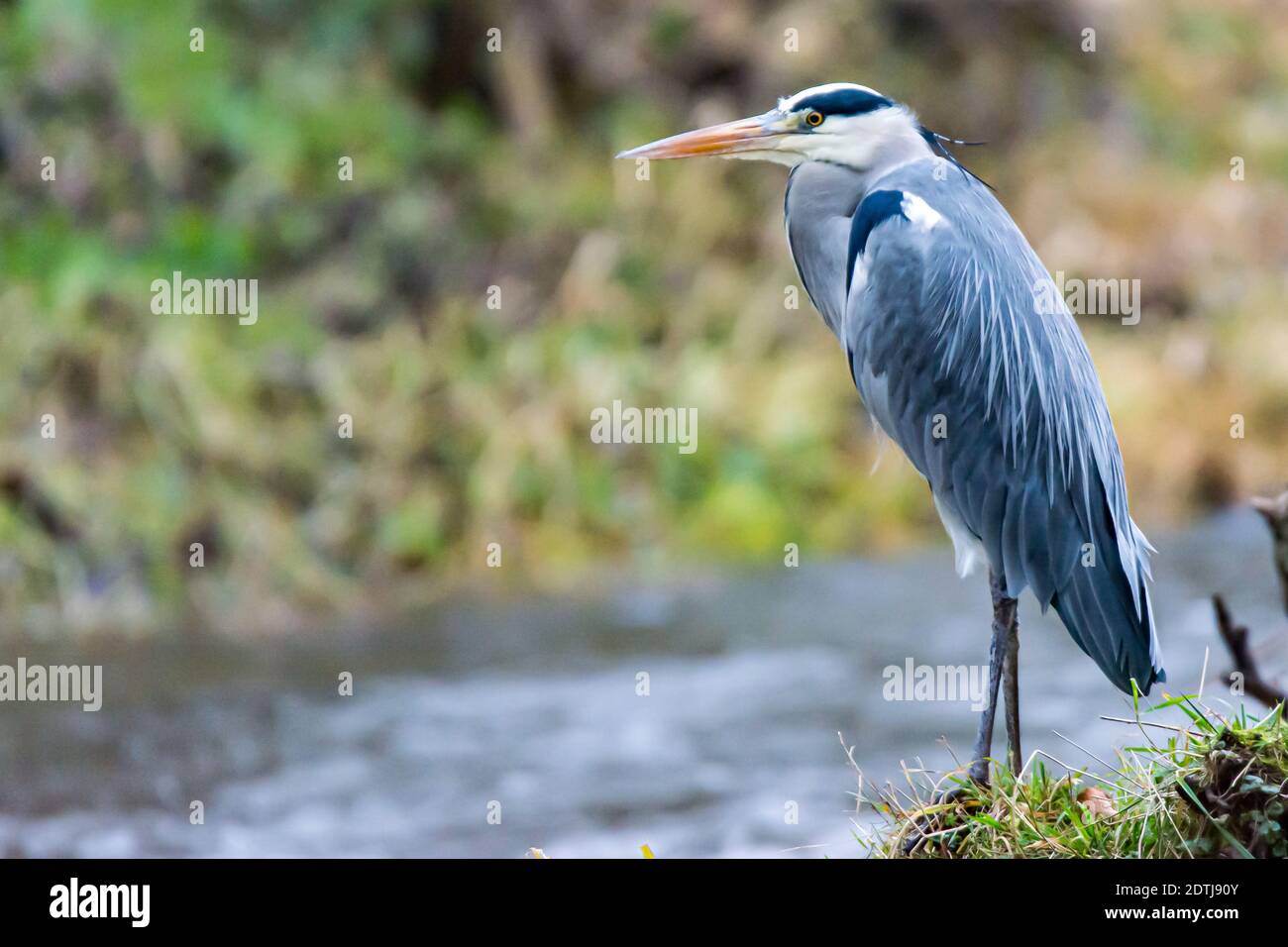 Grey heron on a river, Germany Stock Photo