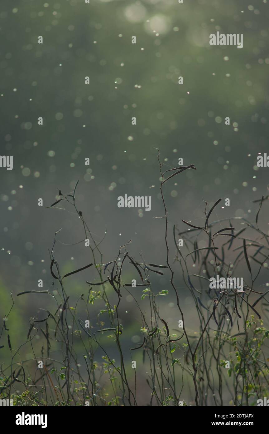 Leguminous plants and flying insects with backlight. Keoladeo Ghana ...