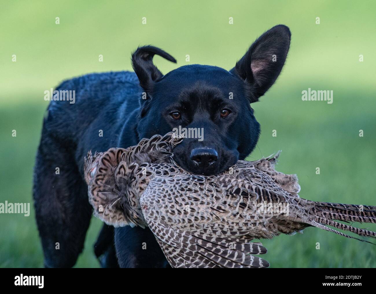 Black Labrador Retriever Stock Photo Alamy