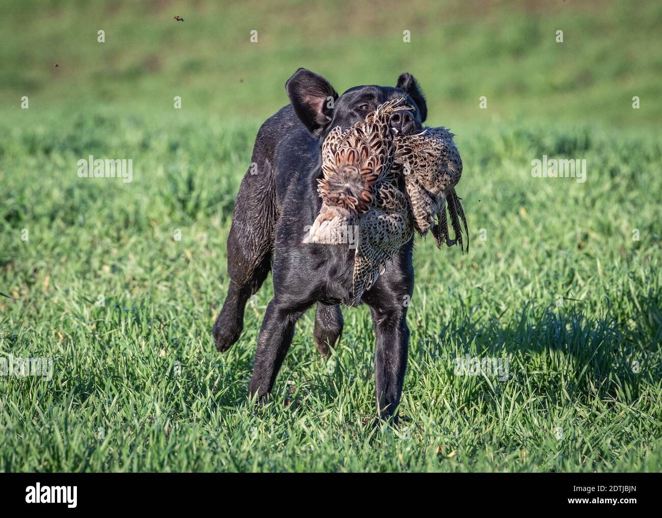 Black Labrador Retriever Stock Photo