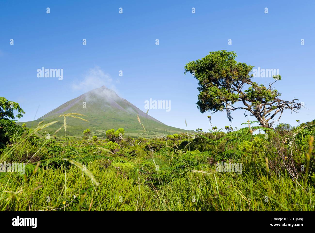 Wetland with endemic vegatation, Azores juniper (Juniperus brevifolia), tree heath (Erica azorica).  Pico Island, an island in the Azores (Ilhas dos A Stock Photo