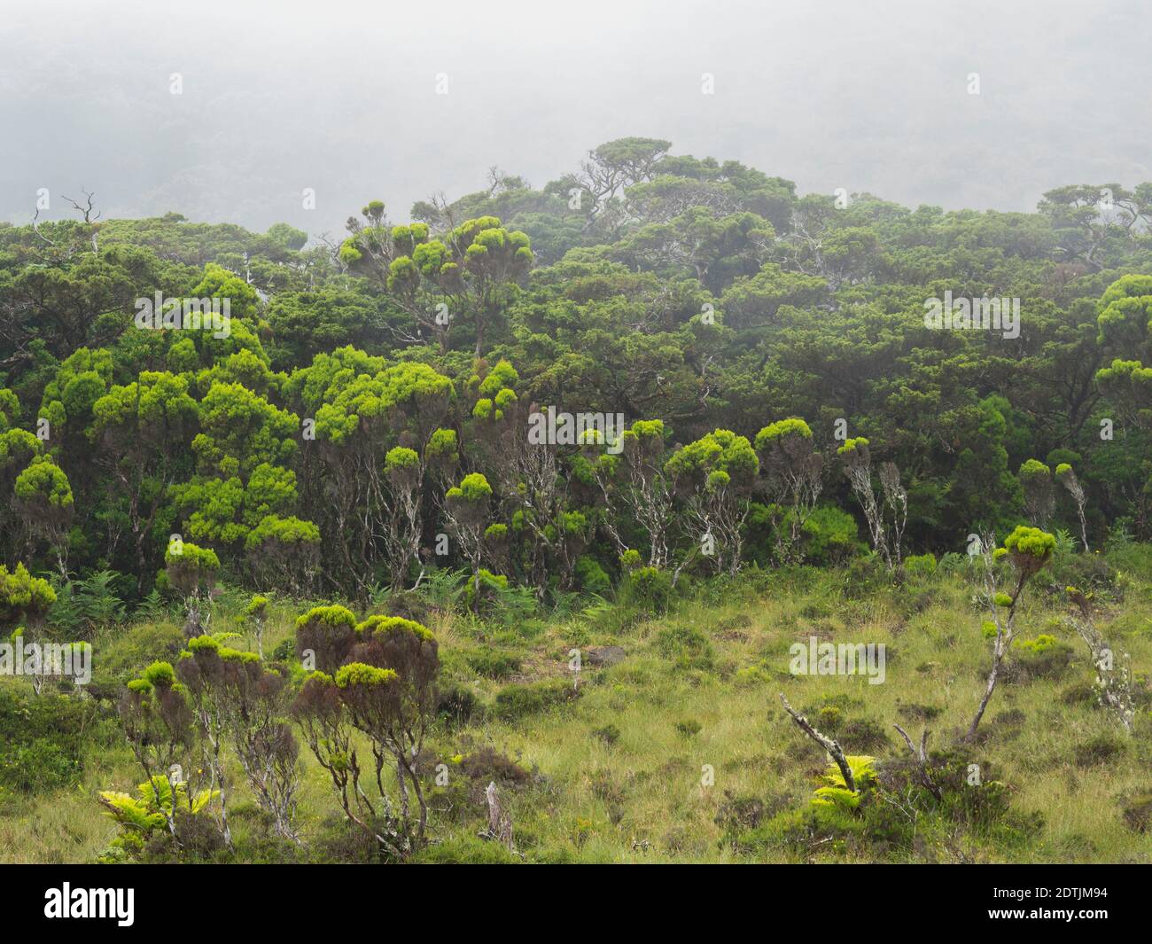 Wetland with endemic vegatation, Azores juniper (Juniperus brevifolia), tree heath (Erica azorica).  Pico Island, an island in the Azores (Ilhas dos A Stock Photo