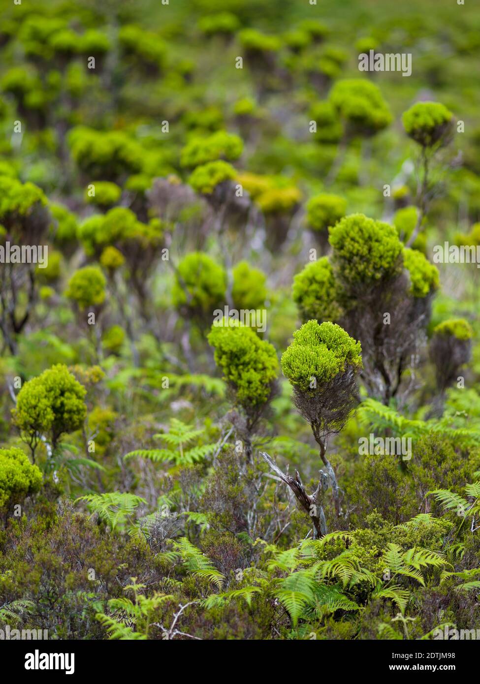 Wetland with endemic vegatation, tree heath (Erica azorica).  Pico Island, an island in the Azores (Ilhas dos Acores) in the Atlantic ocean. The Azore Stock Photo