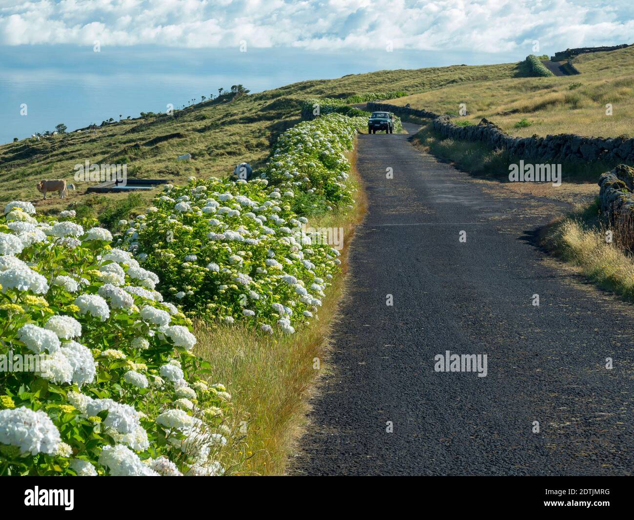 Hedge of Hortensia (Hydrangea macrophylla), an introduced plant, at roadside.  Pico Island, an island in the Azores (Ilhas dos Acores) in the Atlantic Stock Photo
