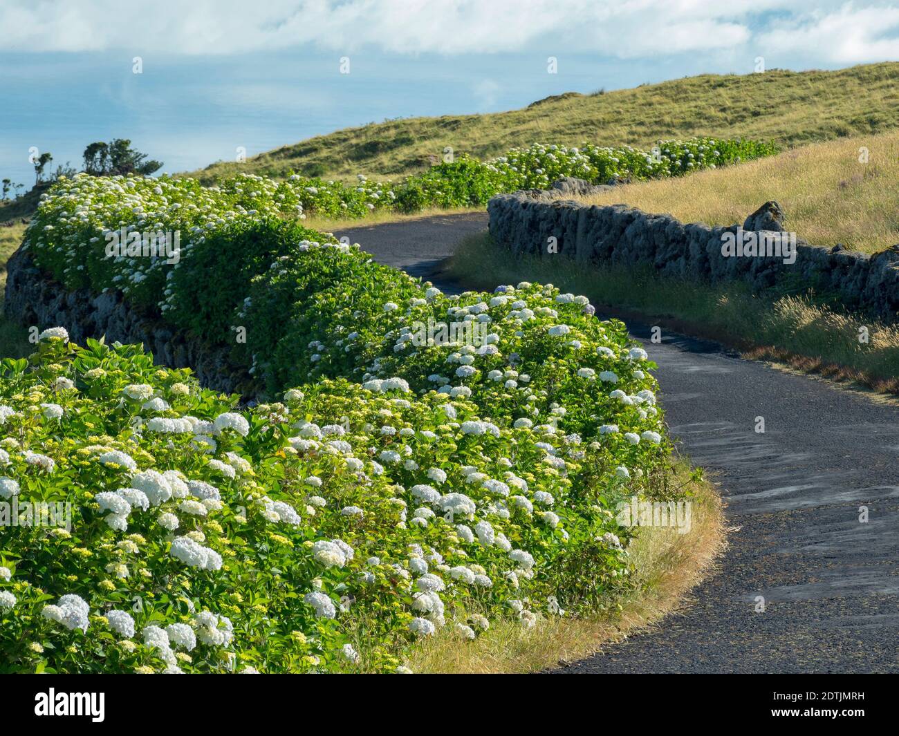 Hedge of Hortensia (Hydrangea macrophylla), an introduced plant, at roadside.  Pico Island, an island in the Azores (Ilhas dos Acores) in the Atlantic Stock Photo