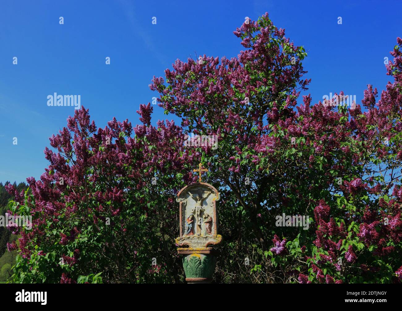 Wayside shrine in front of blooming lilac near Hilders in Rhön, Fulda County, Hesse, Germany  /  Bildstock vor blühendem Flieder bei Hilders in der Rh Stock Photo