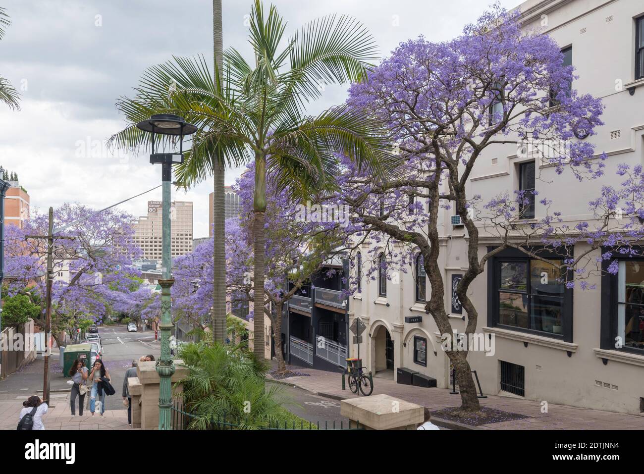 November is the month when the Jacarandas ( jacaranda mimosifolia
