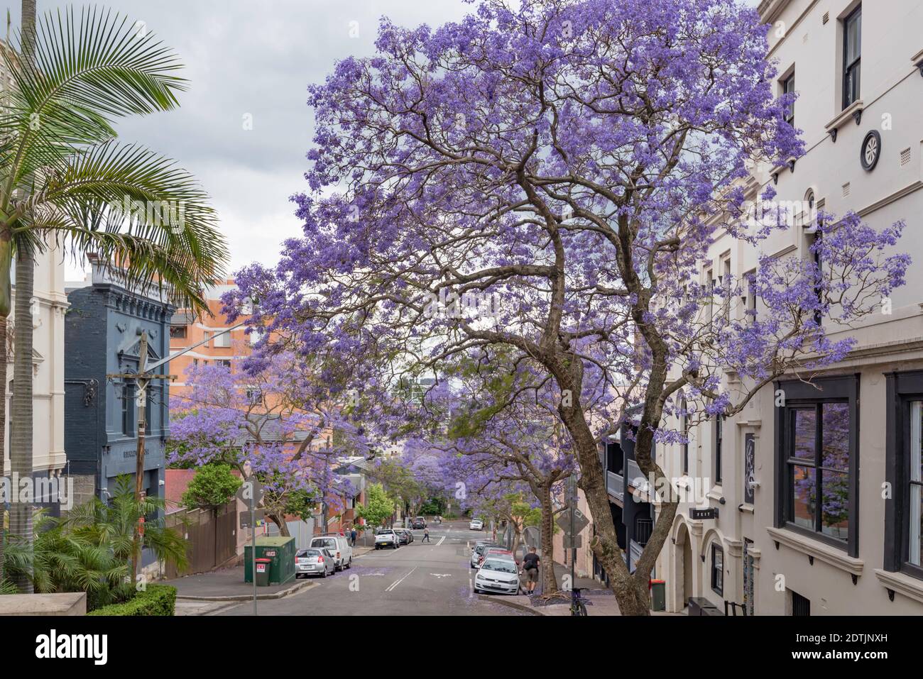 November is the month when the Jacarandas ( jacaranda mimosifolia