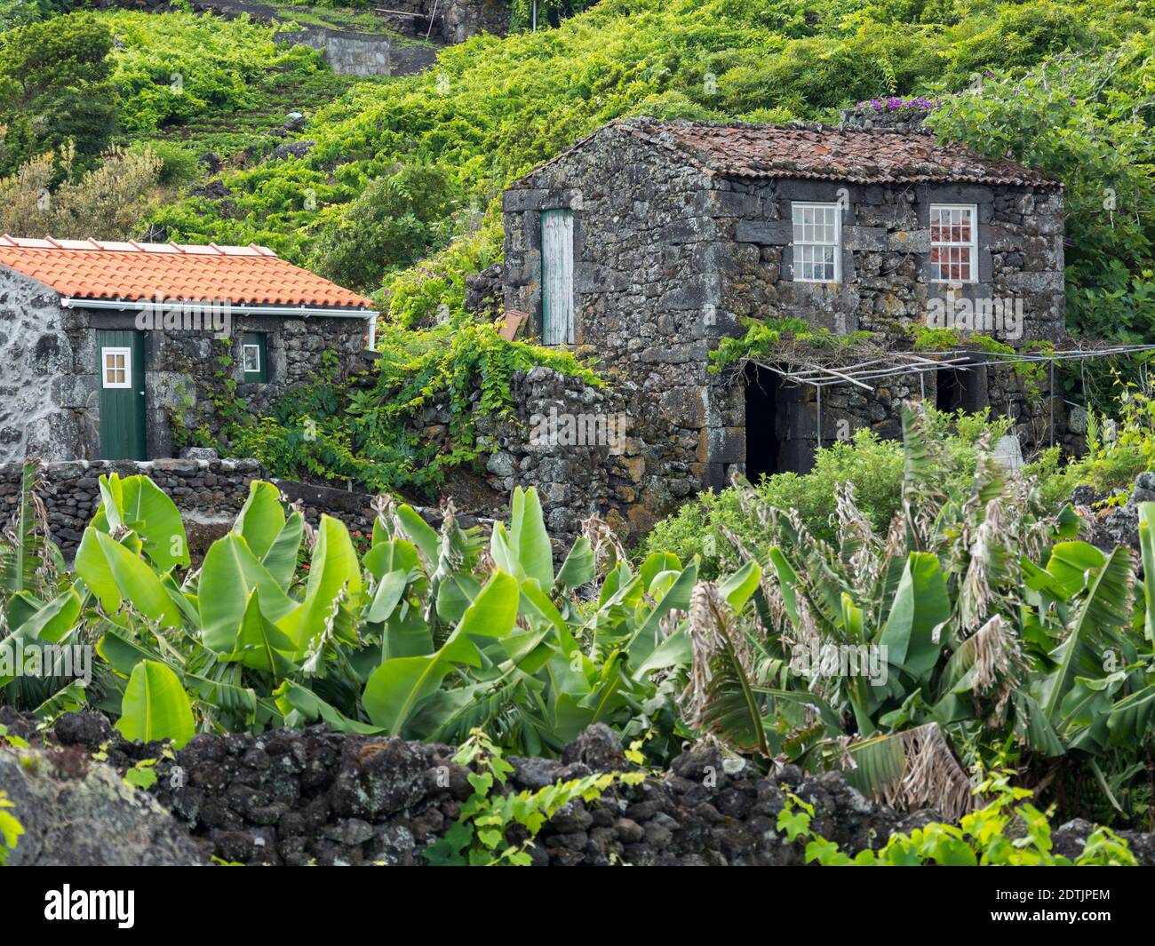 Village Calheta de Nesquim, small traditional vineyards with building for wine harvest and storage. Pico Island, an island in the Azores (Ilhas dos Ac Stock Photo
