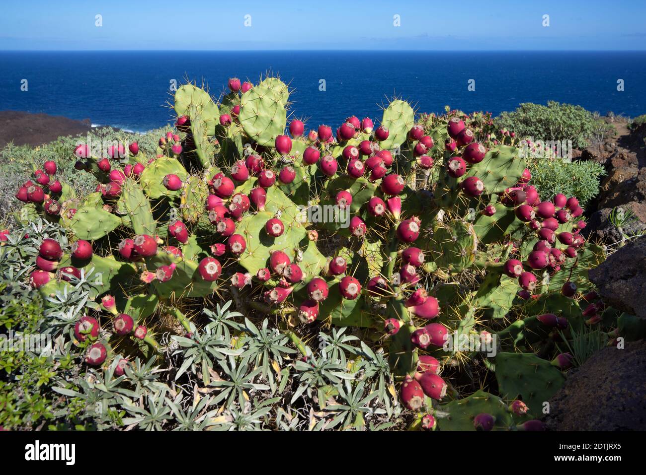 Prickly Pear Or Elephant Ear Cactus High Resolution Stock Photography And Images Alamy