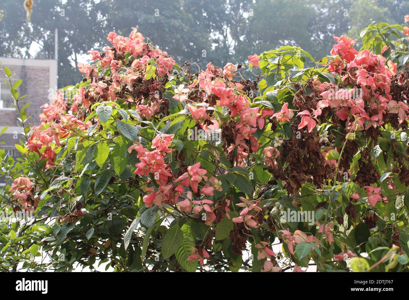 Beautiful flower in the tree natural photo capture at Dhaka, Bangladesh