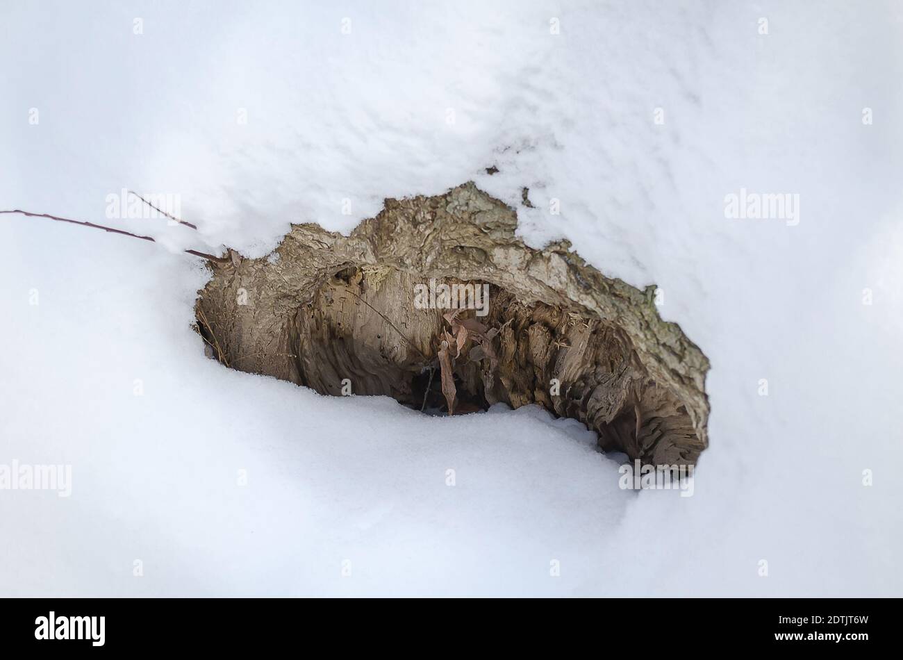 Burrow under a tree in the snow in winter Stock Photo