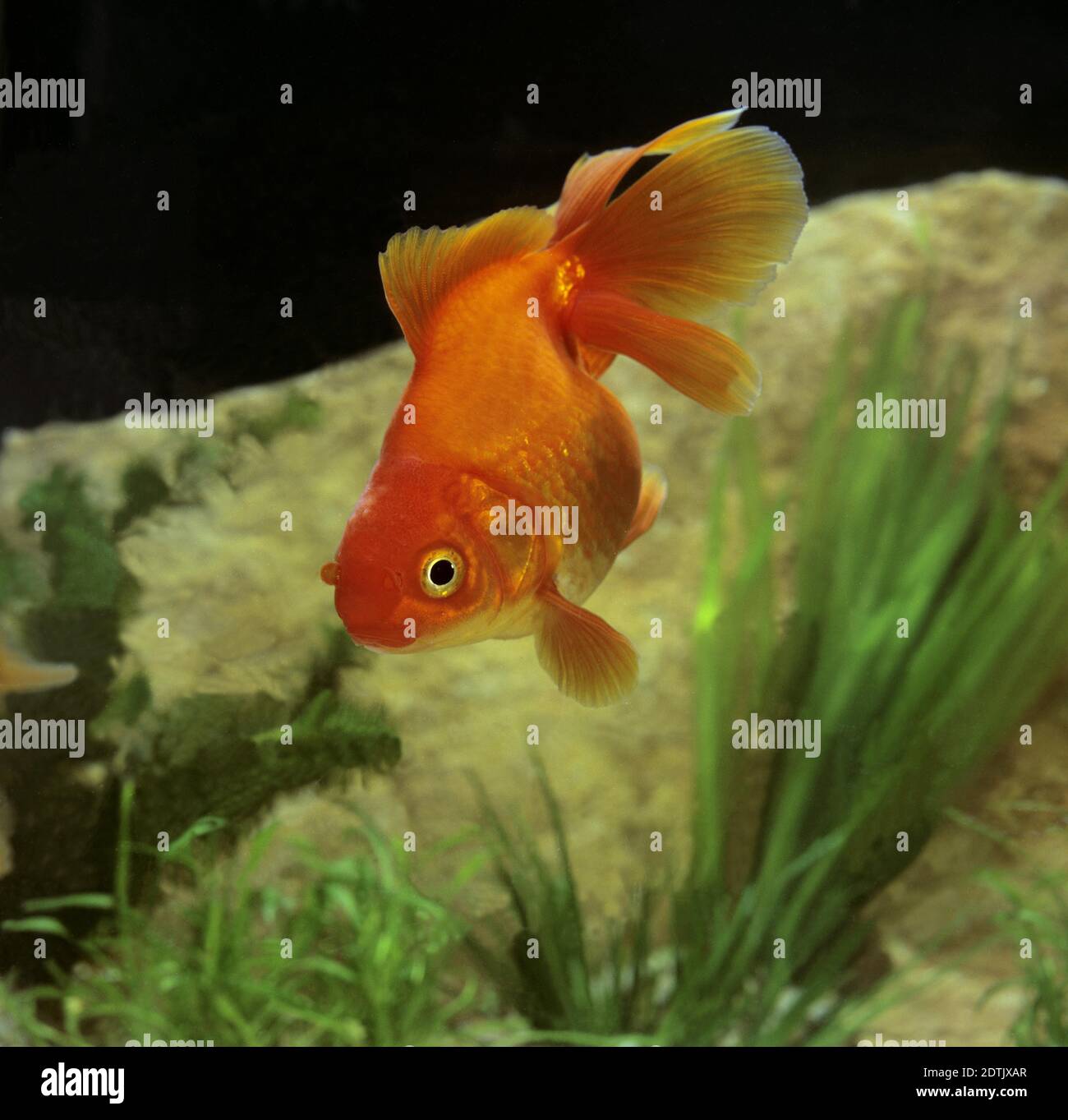 Ryukin Goldfish, carassius auratus Stock Photo
