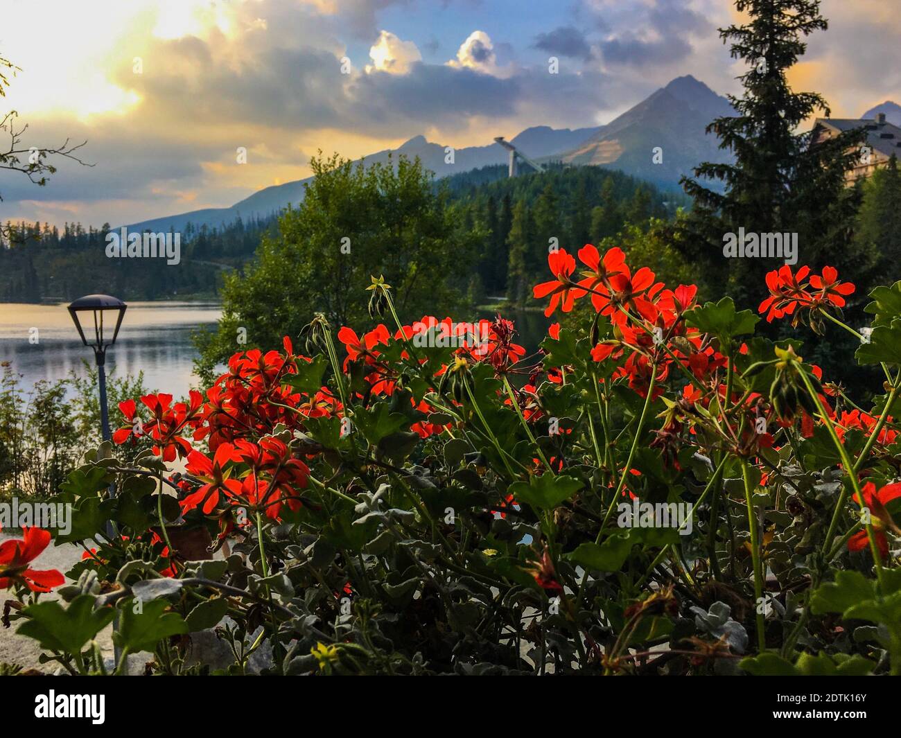 Close-up Of Orange Flowering Plants Against Cloudy Sky Stock Photo