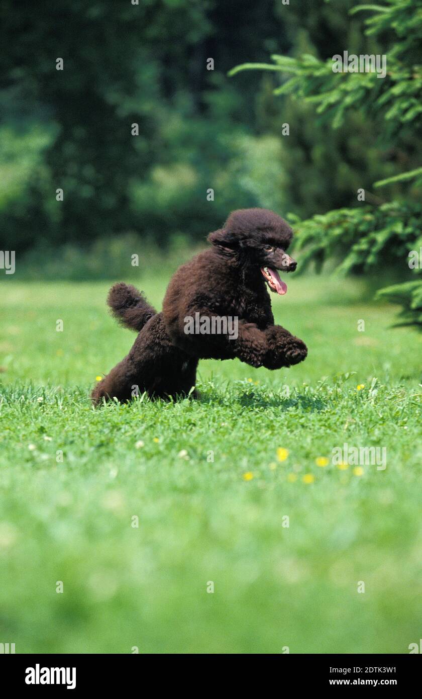 Black Standard Poodle, Dog leaping on Lawn Stock Photo - Alamy