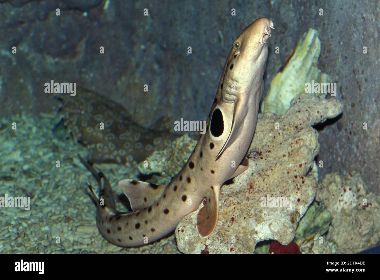 Epaulette Shark, hemiscyllium ocellatum Stock Photo