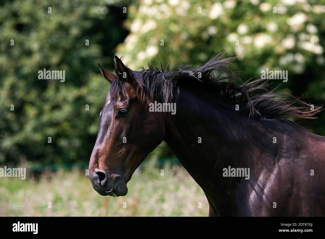 English Thoroughbred Male, Normandy Stock Photo - Alamy