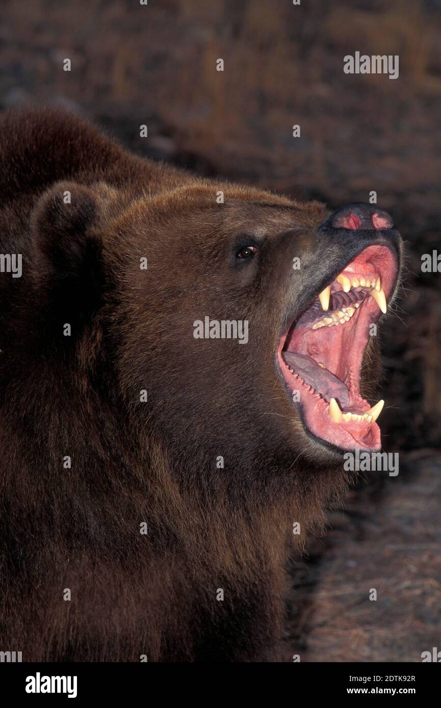 Kodiak Bear, ursus arctos middendorffi, with Open Mouth, in Defensive ...