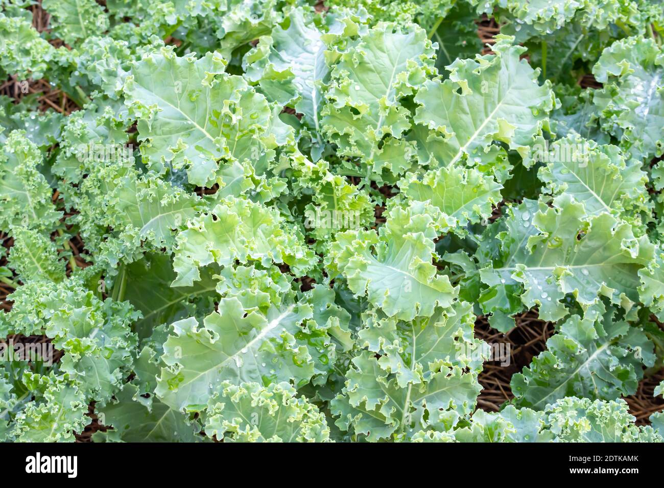 Lots of Curl leaf kale or Brassica oleracea grown in the field Covered with dry straw. Stock Photo